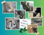 Heard of Super Seven of Africa?
These are the majestic lion, mighty elephant, awe-inspiring rhino, formidable buffalo, elusive leopard, lightning fast cheetah and endangered wild dogs.

Discover the Magic of Adventure!

Visit: https://voyagesofdiscoveryblog.com
