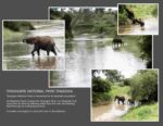 Tarangire National Park in Tanzania is named from Tarangire River that crosses the park and is the primary source of fresh water for wild animals.

Tarangire National Park is known for its elephant population. 

https://voyagesofdiscoveryblog.com/discover-the-magic-of-adventure/wildlife/best-african-game-reserves/tarangire-national-park-attractions/