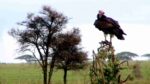 A Vulture patients awaits its turn at the spoils of Lionesses Zebra Kill flesh in the savannahs of Serengeti National Park, Tanzania.

https://voyagesofdiscoveryblog.com