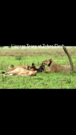 Lionesses take turns to feast on a Zebra Kill in the Savannah’s of Serengeti National Park, Tanzania while vultures patiently await their share of the spoils. One lioness is taking a nap after consuming part of the zebra. Nearby, you can see the ribcage of the kill completely stripped bare.#wildlife #predators #Lioness