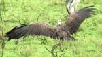 Vulture arrives at a Zebra Kill by Lionesses in the savannahs of Serengeti National Park, Tanzania.

https://voyagesofdiscoveryblog.com