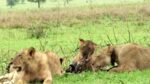 Lionesses tear at Zebra Kill flesh in the savannahs of Serengeti National Park, Tanzania.

https://voyagesofdiscoveryblog.com