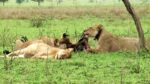 Lioness tears at Zebra Kill flesh in the savannahs of Serengeti National Park, Tanzania.

A couple of other lionesses doze after they had their share of the Kill.

https://voyagesofdiscoveryblog.com