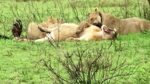 Lioness tears at Zebra Kill flesh in the savannahs of Serengeti National Park, Tanzania while another lazily yawns after having the meal already.

https://voyagesofdiscoveryblog.com